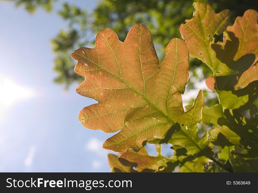 Leaf Of Oak Tree