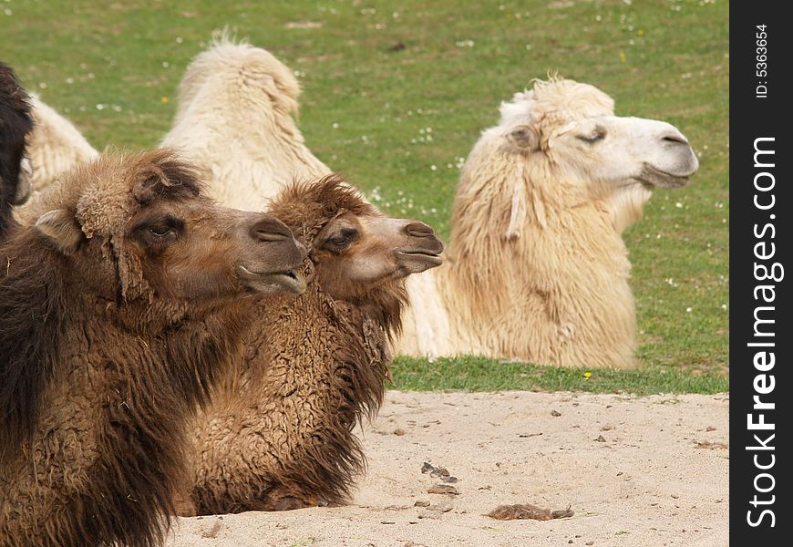 Three camels headshot in a zoo