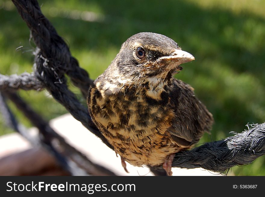 Robin fledgling sitting on a play ground rope posing for a photo