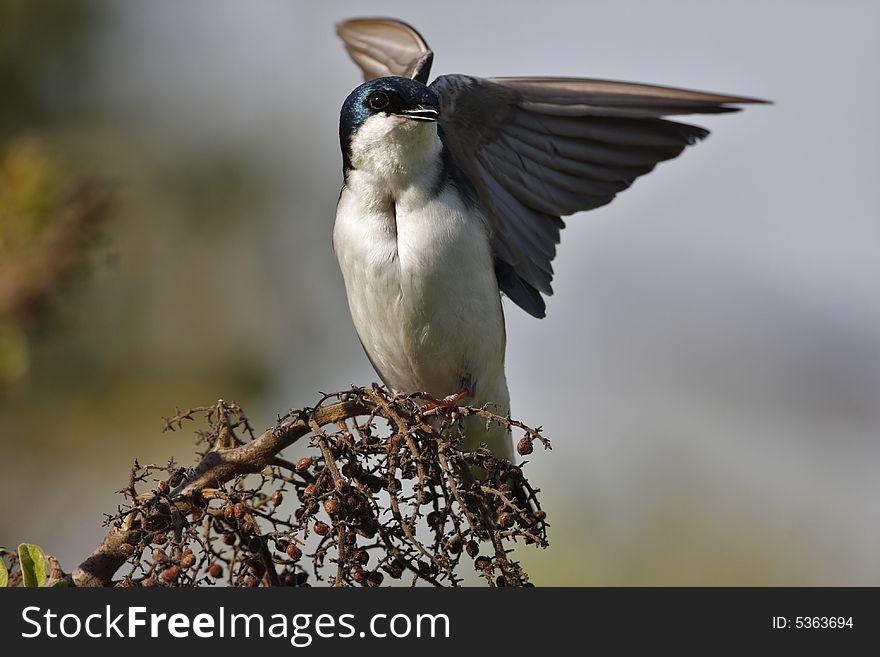 Tree Swallow(iridoprone bicolor) spreading it's wings