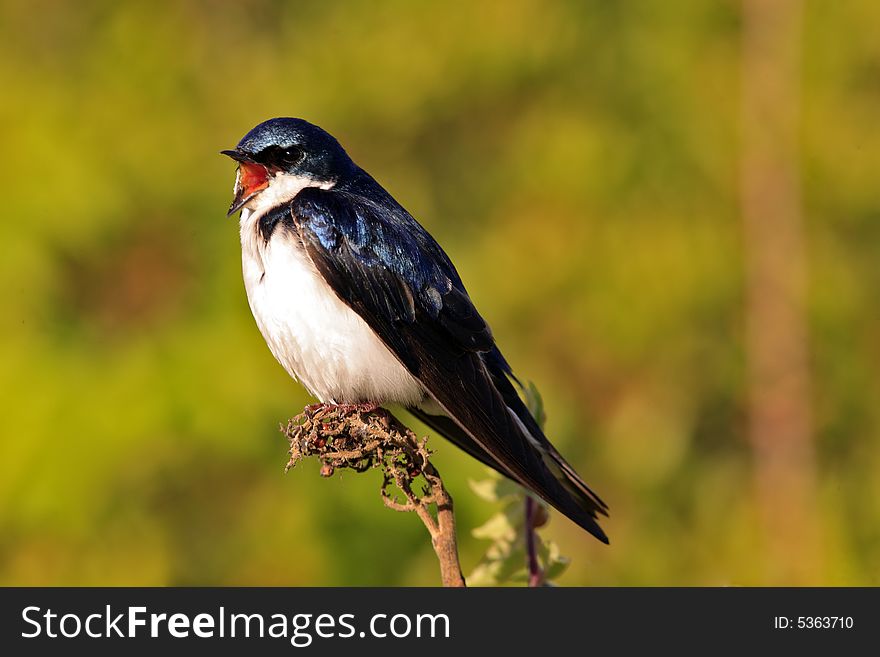Tree Swallow(iridoprone bicolor)singing in the early morning