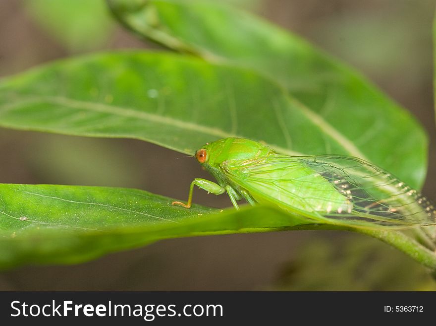 Green Cicada