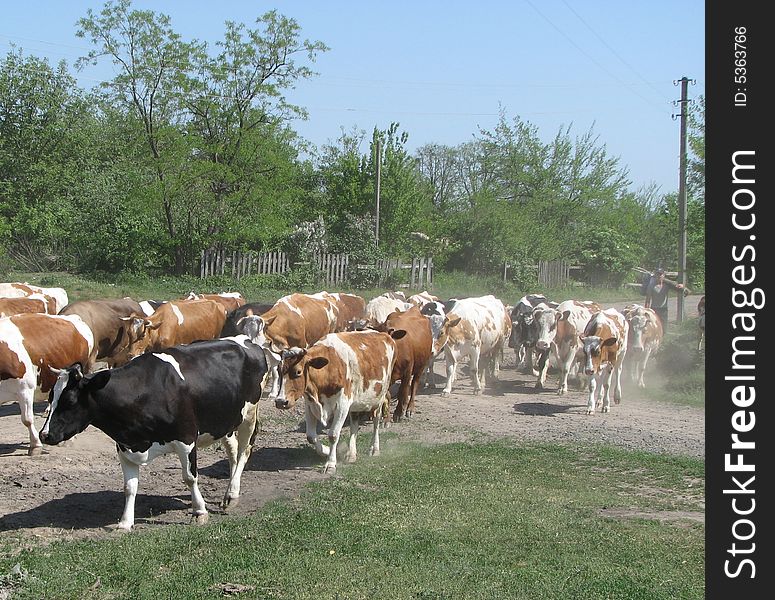 Cows return home from a pasture. Cows return home from a pasture