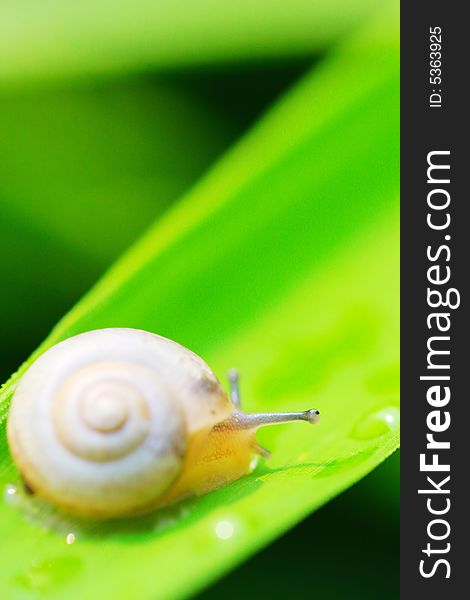 The snail on a leaf of a plant in a garden