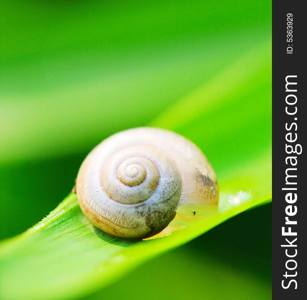 The snail on a leaf of a plant in a garden