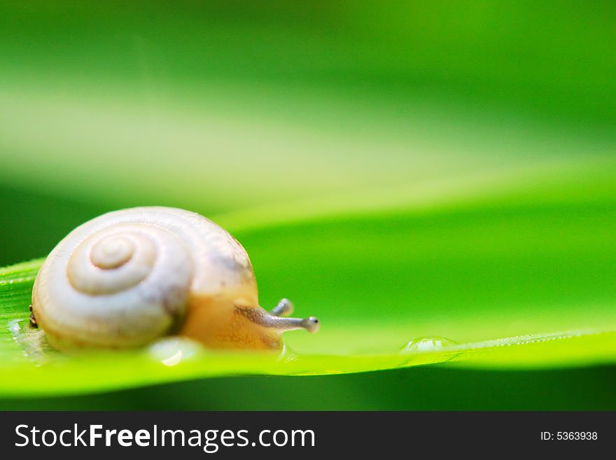 The snail on a leaf of a plant in a garden