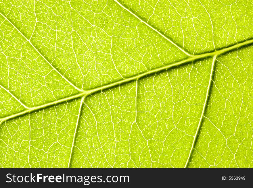 Green leaf close-up.