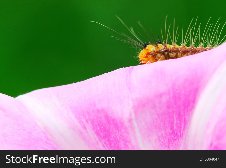 The caterpillars on the morning glory in the field . The caterpillars on the morning glory in the field .