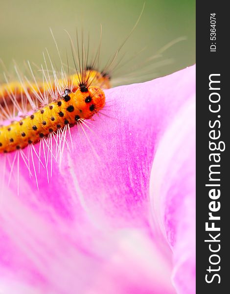 The caterpillars on the morning glory in the field . The caterpillars on the morning glory in the field .