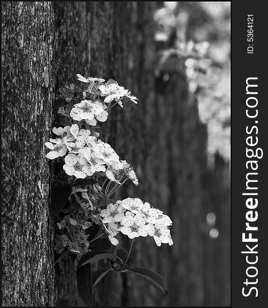 Flowers Hanging on the Wooden Fence. Flowers Hanging on the Wooden Fence