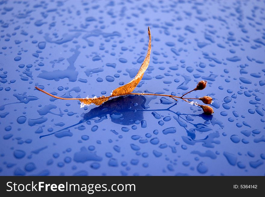 Yellow leafe with a blue background and the waterdrops. Yellow leafe with a blue background and the waterdrops