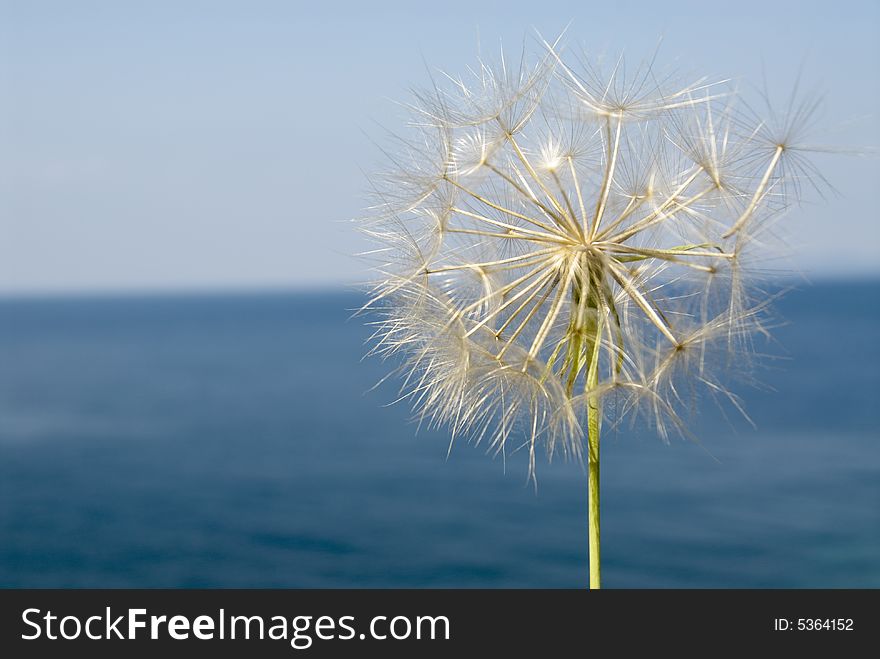 A blowball against blue sky and the sea