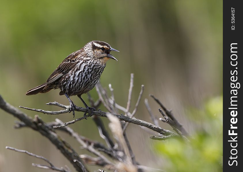 Seaside Sparrow(ammodramus maritimus) pewrched and singing on branch)