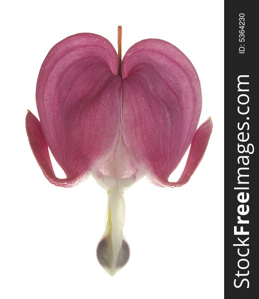 Isolated blossom if a Dicentra blossom in front of a white background
