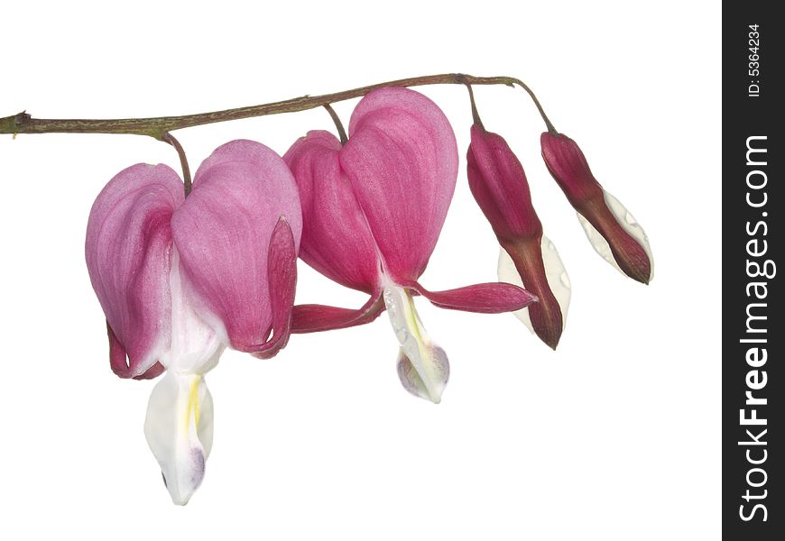 Isolated blossoms if a  Dicentra blossom in front of a white background