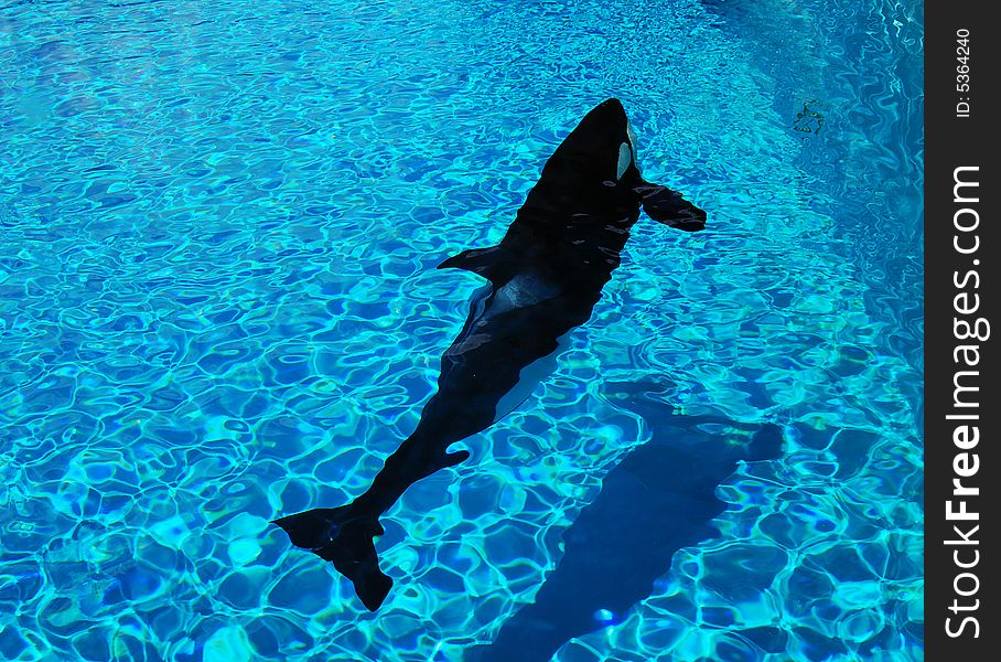 Pet whale swimming in a pool on sunny day. Pet whale swimming in a pool on sunny day