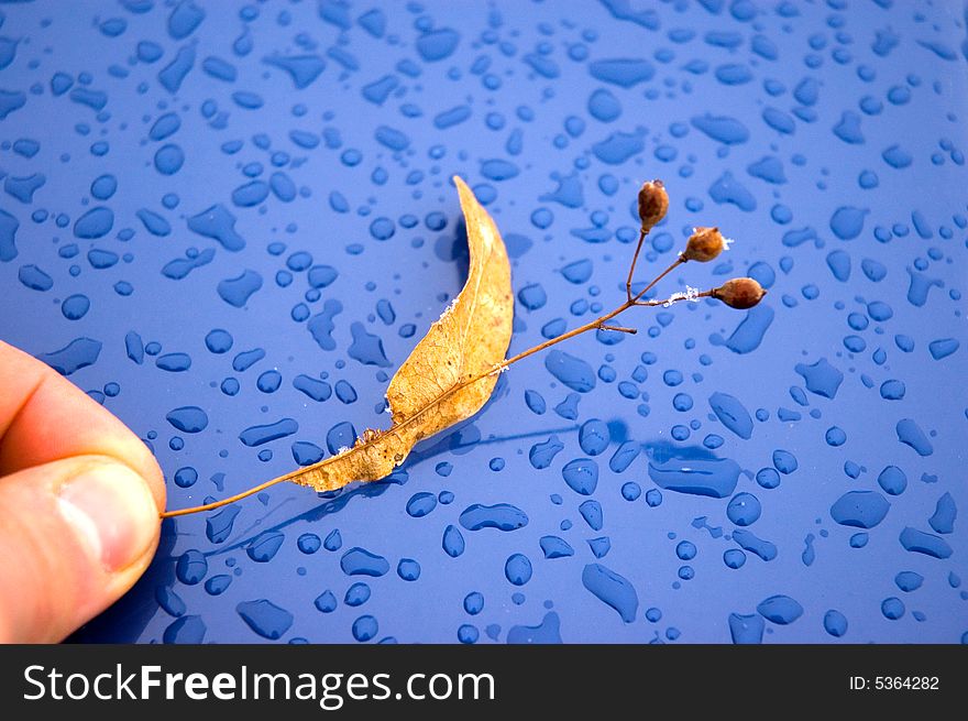 Yellow leafe with a blue background and the waterdrops. Yellow leafe with a blue background and the waterdrops