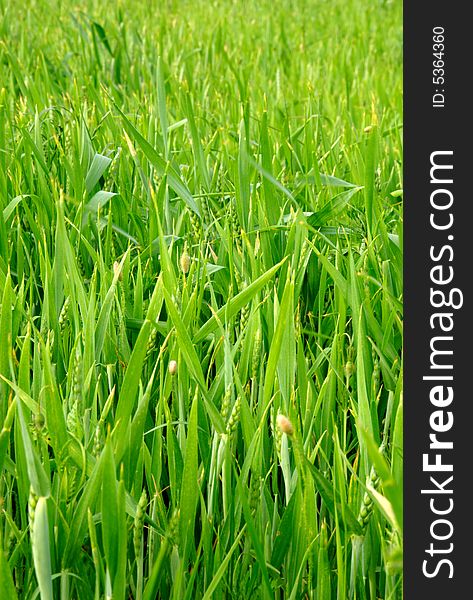 Green wheat field at spring