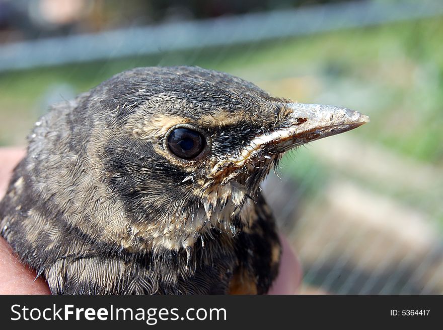 robin fledgling in hand