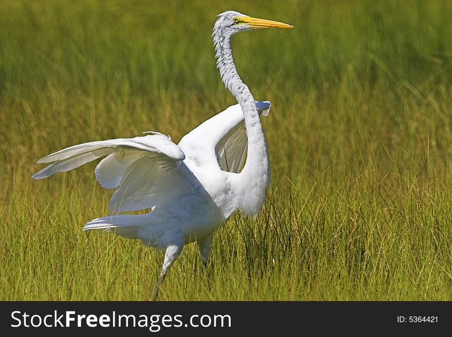 Great Egret about to take flight