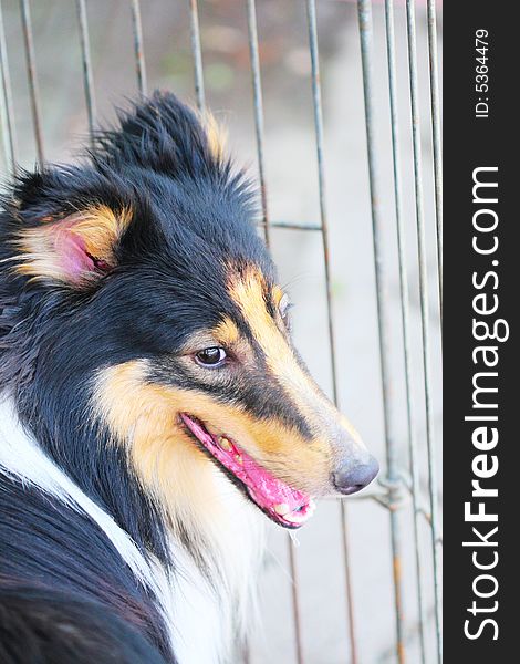 Shetland Sheepdog