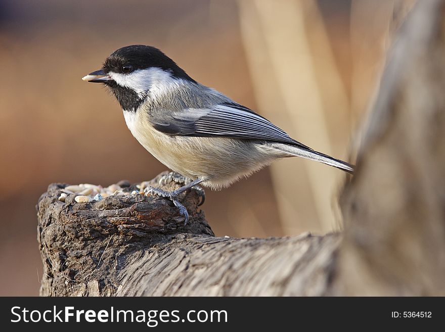 Black-capped chickodee feeding on seed in Central Park