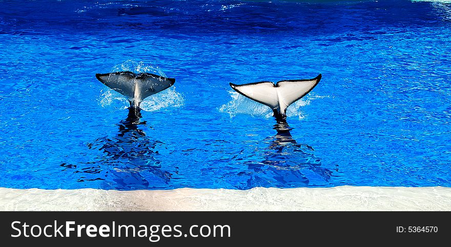 Brilliant water texture from swimming pool on sunny day. Brilliant water texture from swimming pool on sunny day