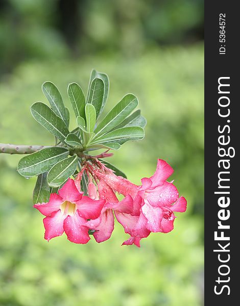 Pink azalea flowers