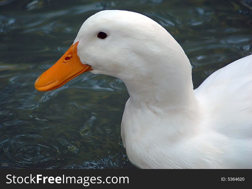 Duck swim in river Sava. Duck swim in river Sava