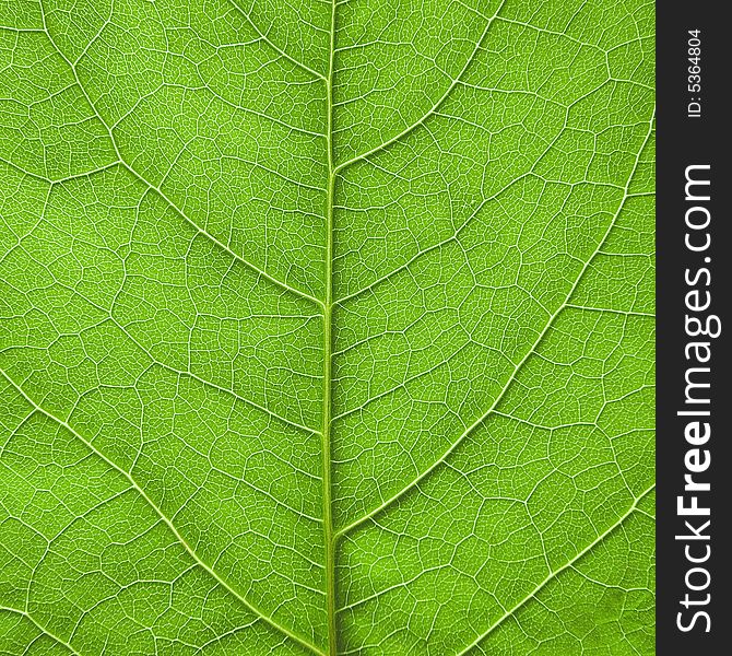 Close-up green leaf texture. Close-up green leaf texture