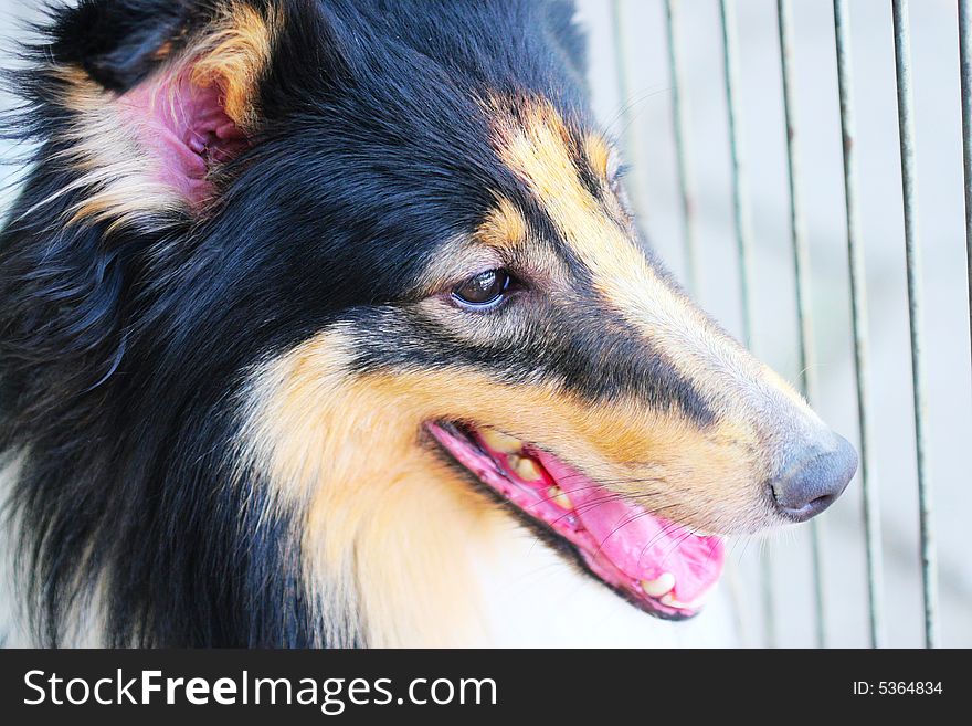 Shetland Sheepdog