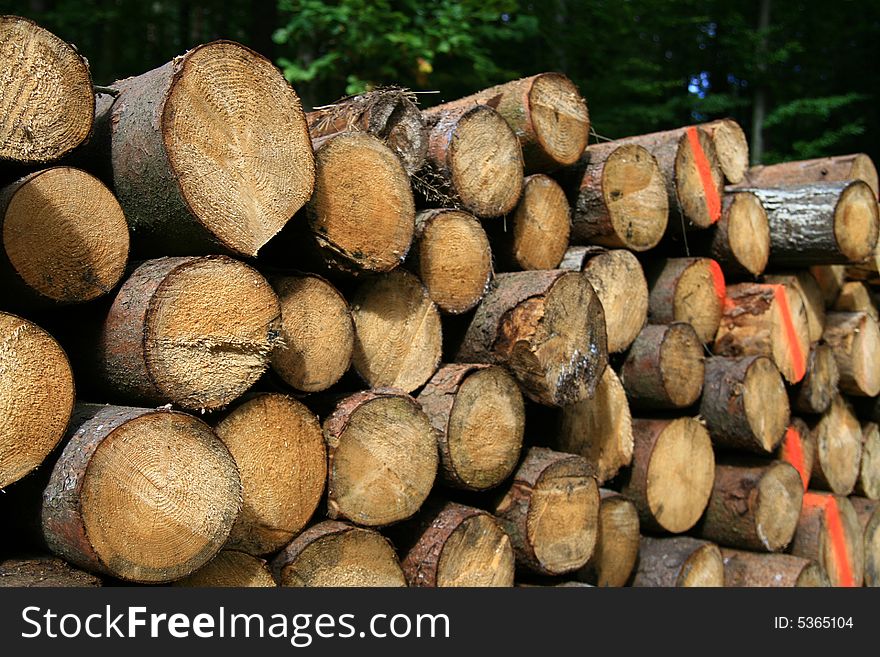 Pile wood in forest, wood texture,