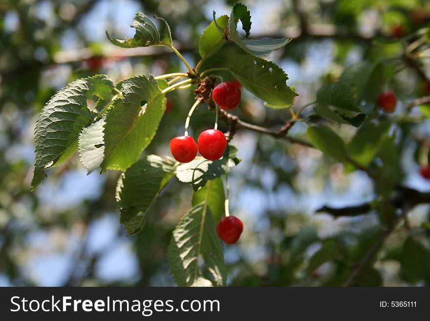 A bunch of cherries hanging down from a branch.