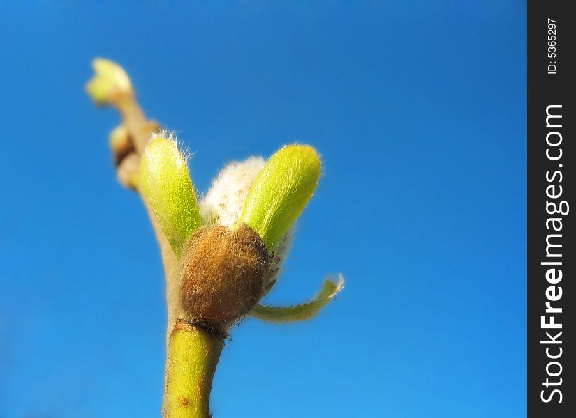 Explosive bud of pussy-willow in sunny day