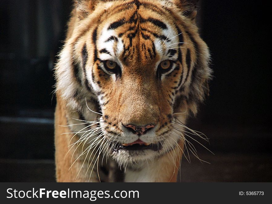 A strong tiger that glaring at you, beautiful and dangerous.