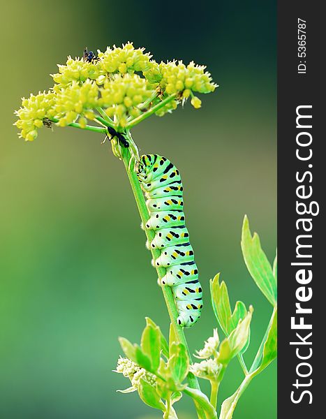 The last stage of a Swallow Tail caterpillar on its host plant. The last stage of a Swallow Tail caterpillar on its host plant.
