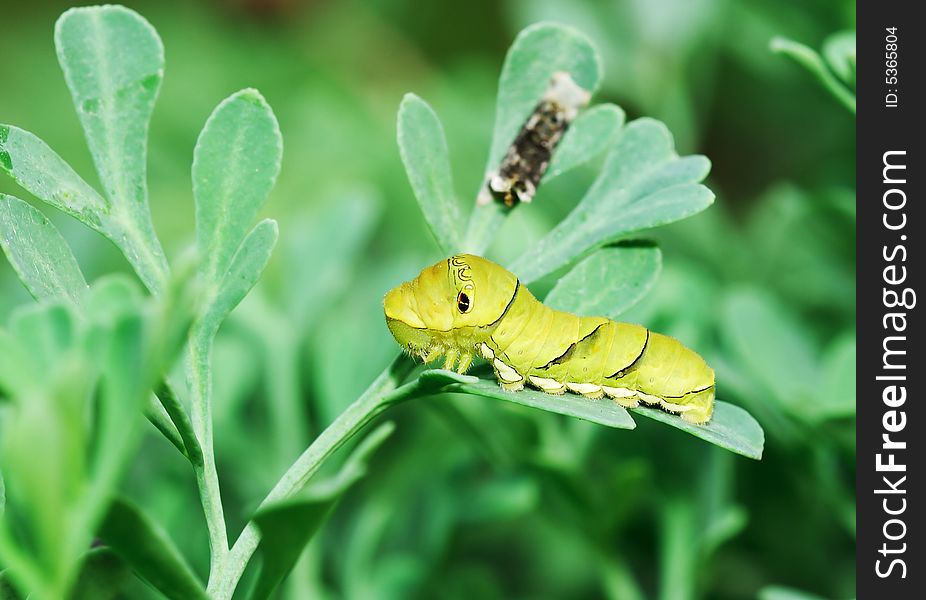 The lovely swallowtail larva on rue branchs in garden. The lovely swallowtail larva on rue branchs in garden.