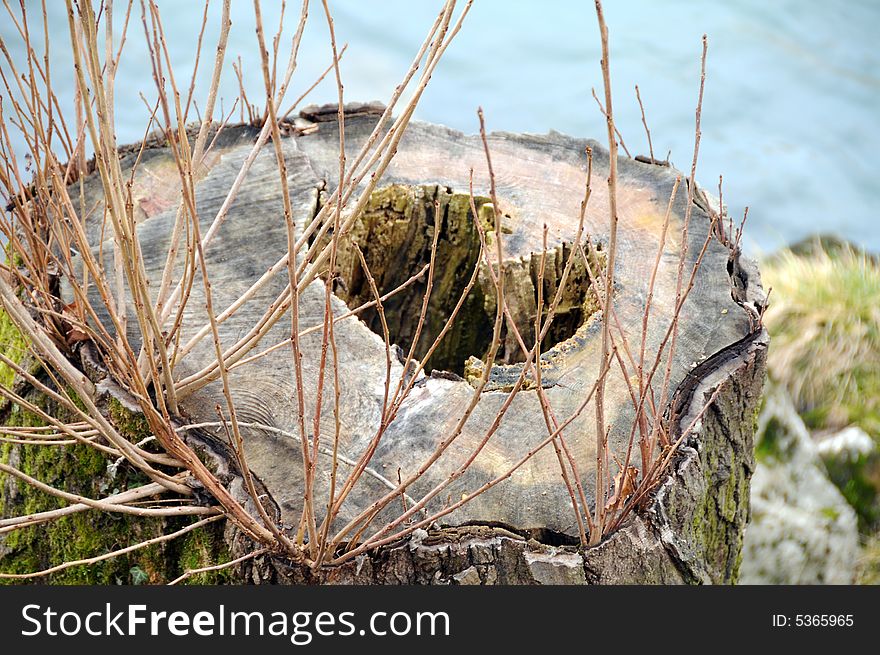 A stump of an old tree and new sprouts. A stump of an old tree and new sprouts