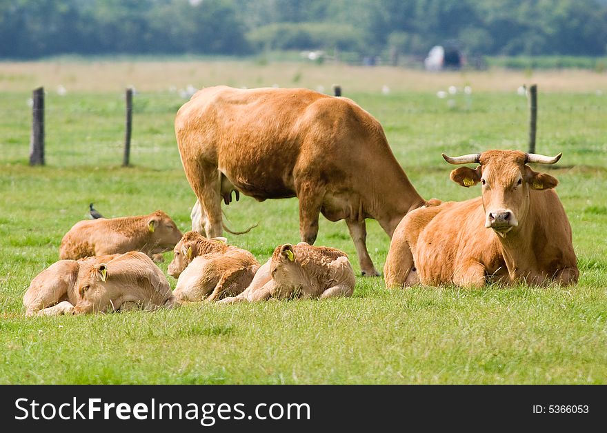 Cows in a meadow land
