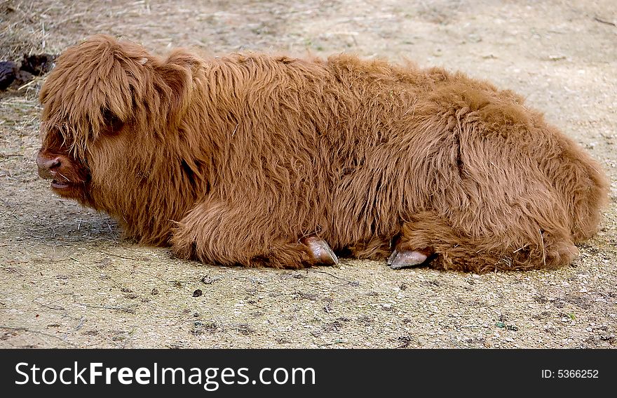 View of highlander calf at rest. View of highlander calf at rest