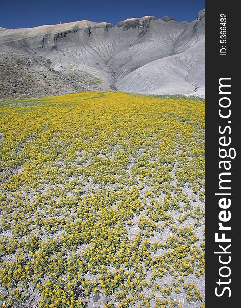 Blooming Desert In Capitol Reef