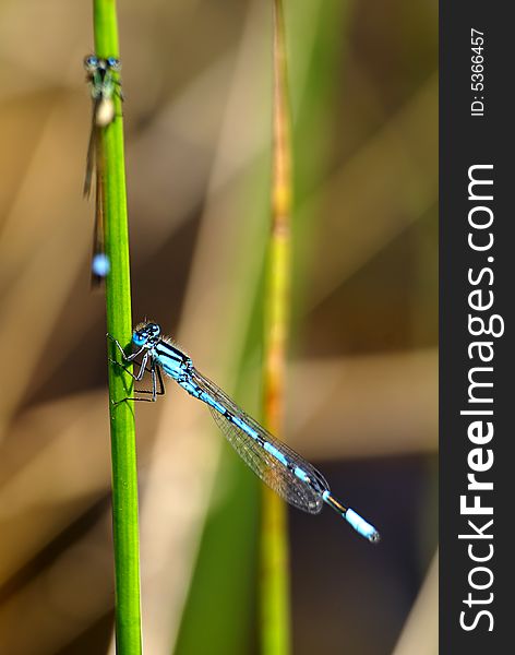 Little black and blue dragonfly with green and brown background