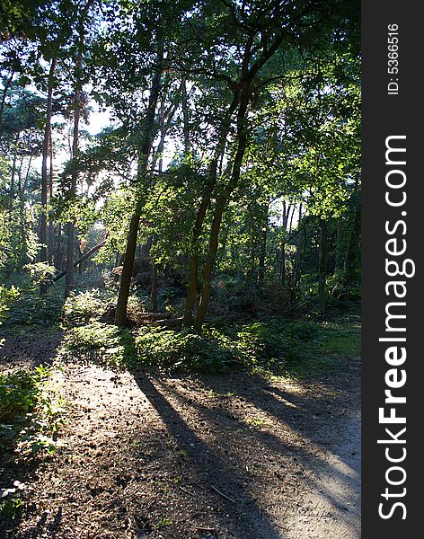 Sunlight shining through the trees in a dutch forest. Sunlight shining through the trees in a dutch forest