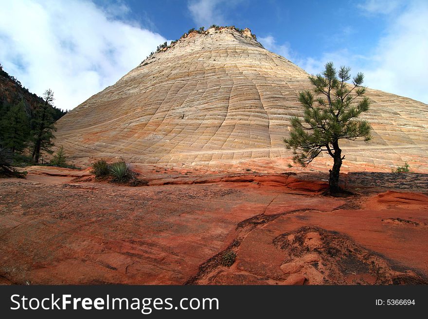 Pinyon tree near Checkerboard Mesa, Zion national park. Utah. USA. Pinyon tree near Checkerboard Mesa, Zion national park. Utah. USA