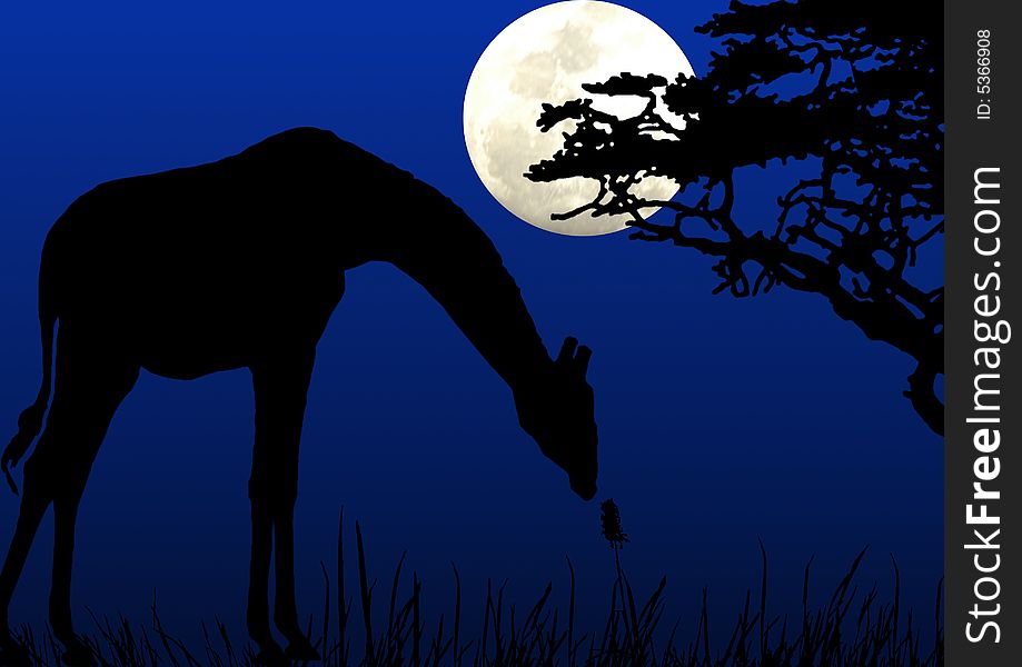 Giraffe eating in moonlight