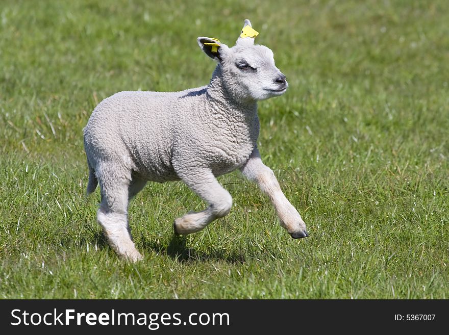 Dutch little lamb running through the fields in springtime, the Netherlands