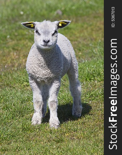 Dutch little lamb standing in the fields in springtime, the Netherlands