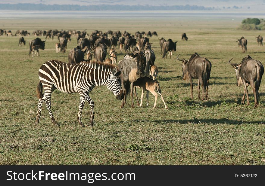 Zebra with Herd of Wildebeest in background. Ngorongoro Crater. Tanzania. Zebra with Herd of Wildebeest in background. Ngorongoro Crater. Tanzania