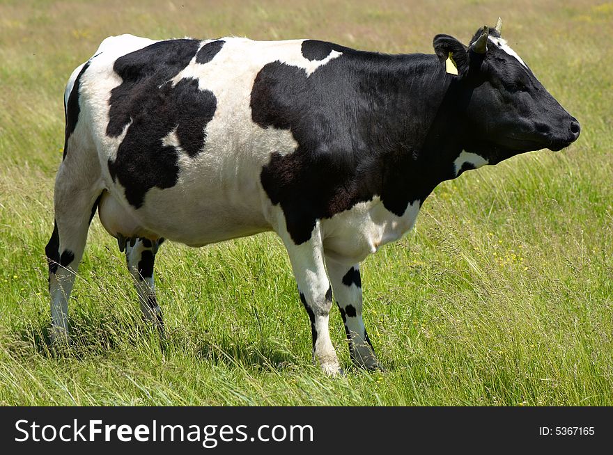 Black and white cow grazing