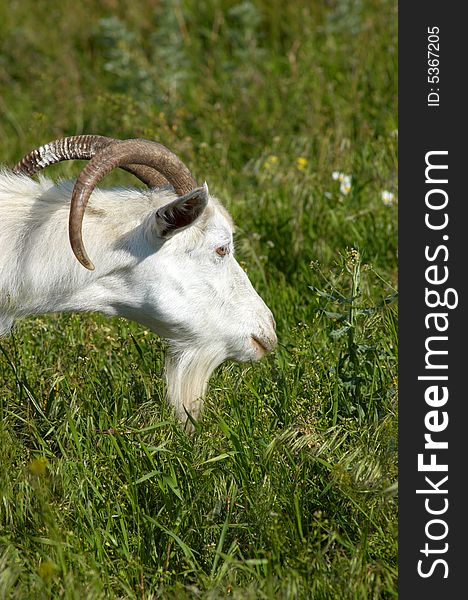 White bearded goat grazing at the green meadow. White bearded goat grazing at the green meadow